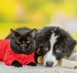 Alguns produtos pet prometem fazer bem, mas tem o efeito contrário