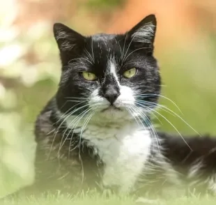 As diferentes cores de gatos carregam significados especiais