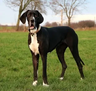 Descubra qual é a raça do maior cachorro do mundo