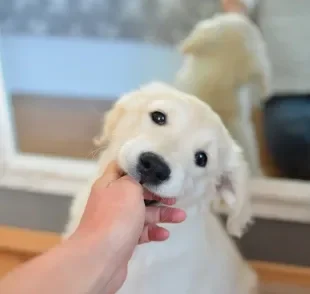 O filhote de cachorro mordendo tudo ao seu redor é um comportamento comum 