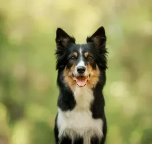 Os nomes fortes para cachorro são excelentes para os pets corajosos e imponentes