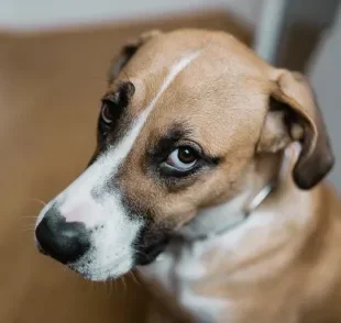 Cachorro tem dor de cabeça? Descubra se os peludos também sofrem com esse problema