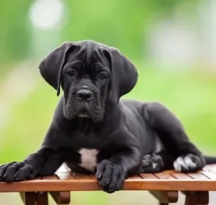 O preço do Cane Corso filhote varia, mas não é dos mais caros