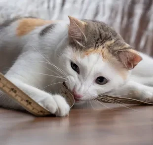 Veja algumas dicas de como medir o tamanho de um gato
