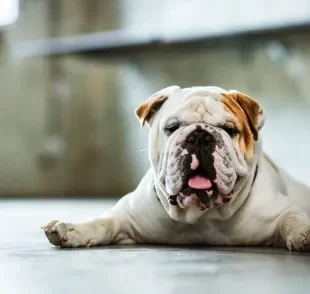 O cachorro com calor pode ficar com a língua de fora