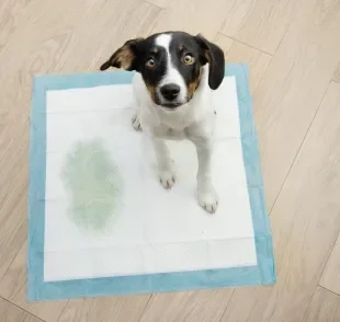 Cuidar das necessidades do cachorro inclui prestar atenção nas vezes que ele usa o banheiro