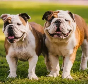 Confira quais são os tipos de Bulldog mais conhecidos 