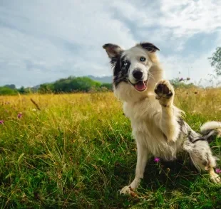 Os cachorros são capazes de ajudar a sociedade com suas habilidades únicas 