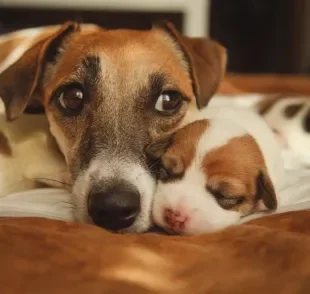 O filhote de cachorro só pode ser separado da ninhada e da mãe depois de dois meses