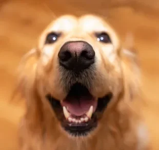 Veja algumas opções de nomes de cachorro inspirados em comidas