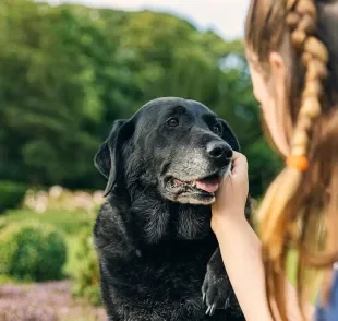 Alguns cuidados com o cachorro idoso ajudam a afastar problemas de saúde