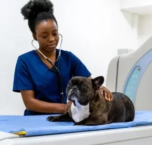 O cachorro precisa passar por avaliações periódicas com um veterinário de confiança