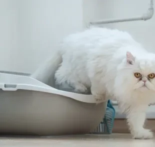 Descubra segredo para acabar de vez com o gato fazendo xixi no lugar errado!