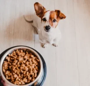 A ração de cachorro é um alimento completo nutricionalmente