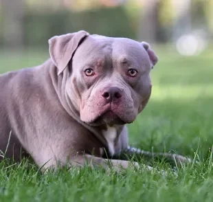 O American Bully é um cachorro forte e imponente com vários tamanhos