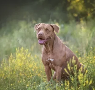 Existem vários tipos de Pitbull, por isso é importante saber como reconhecê-los