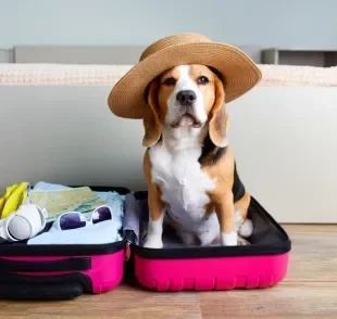 Viajar com cachorro nem sempre é a melhor opção