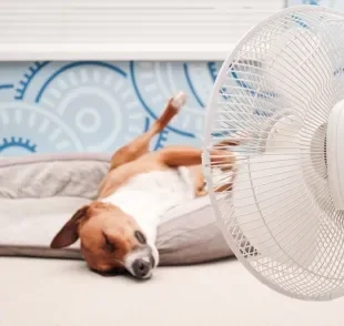 Para não deixar o cachorro com calor, siga algumas dicas