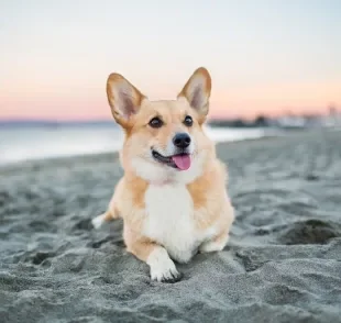Levar o cachorro na praia exige alguns cuidados importantes