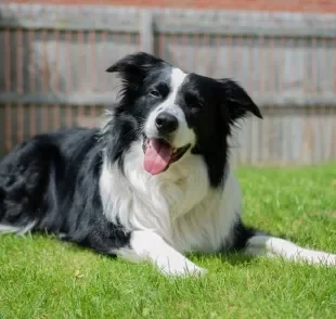 As raças de cachorro mais inteligentes do mundo apresentam uma característica física bem peculiar