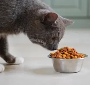O gato com calor pode se recusar a se alimentar direito