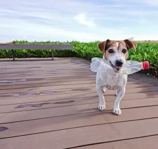 A garrafa pet pode se transformar em vários brinquedos para cachorro divertidos