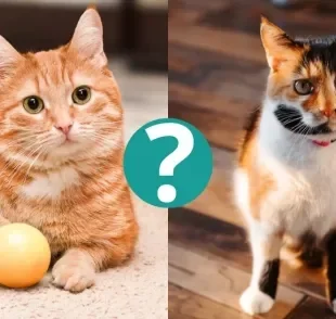As cores de gato mais raras vão te surpreender