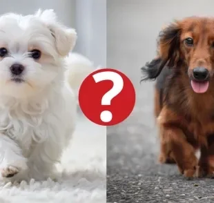 Algumas cores de cachorros são bem difíceis de encontrar