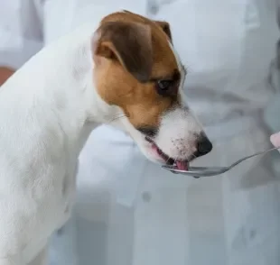 O soro caseiro para cachorro é uma alternativa em casos leves de desidratação