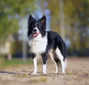 O tamanho do Border Collie não é tão grande como muitas pessoas imaginam