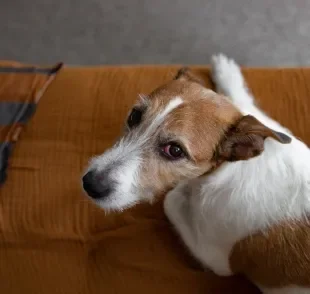 O cachorro com olho vermelho pode ter diferentes causas