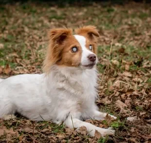 Saber se a catarata em cachorro tem cura é uma dúvida de muitos tutores