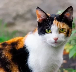 Existem algumas formas de como saber se o gato é fêmea pela cor