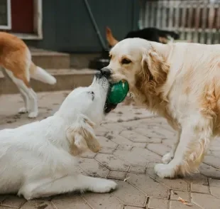 A creche para cachorro é o espaço ideal para gastar a energia e socializar cães