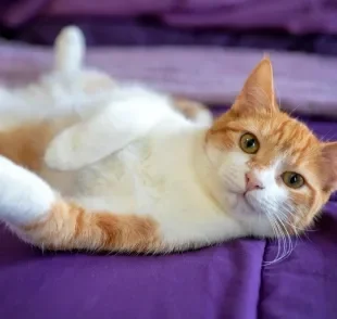 A pelagem de um gato bicolor é formada pela genética, e esses pets têm várias curiosidades