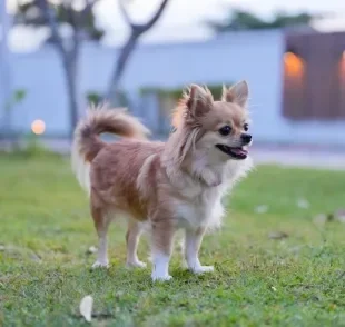 O menor cachorro do mundo tem um tamanho minúsculo