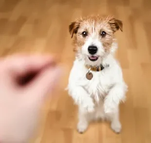 Oferecer petisco para cachorro exige certa cautela