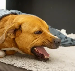 A pneumonia em cachorro é grave se não for tratada adequadamente no tempo certo