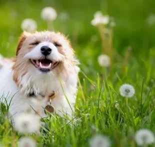 Saber quantos dentes tem um cachorro é uma curiosidade dos tutores