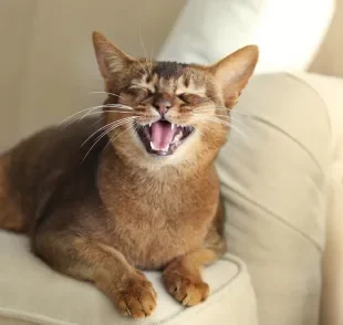 Saber quantos dentes tem um gato pode ajudar os tutores nos cuidados com o sorriso felino