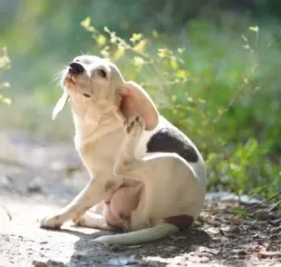 Os tipos de carrapato costumam afetar seriamente a saúde dos pets
