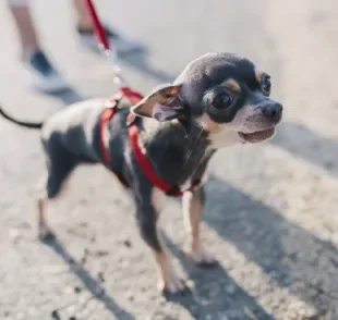 Vários motivos podem deixar um cachorro tremendo, incluindo problemas de saúde