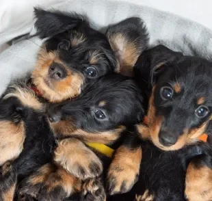 Cachorros fofinhos filhotes e adultos: veja a seleção de raças de são pura fofura!