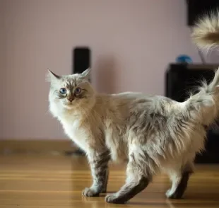 Gato com dor na parte traseira pode ser sinal de problemas graves