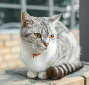 Gatos ficam expostos a diversos perigos na rua, como doenças, atropelamentos e até maus-tratos