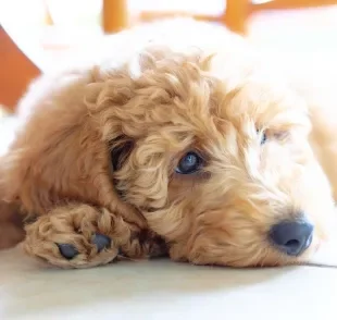 Os sintomas de giárdia canina incluem diarreia, desidratação e até letargia