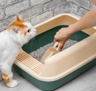 Petiscos em excesso, pouca ingestão de água ou até estresse podem prejudicar o sistema gastrointestinal dos gatos