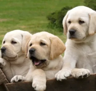 Como resistir a um filhote de Labrador? Fofos e cheios de energia, esses cãezinhos são perfeitos para sua família!