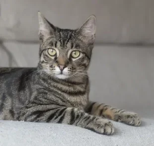 Por culpa da desinformação, a toxoplasmose ficou conhecida como “doença do gato”