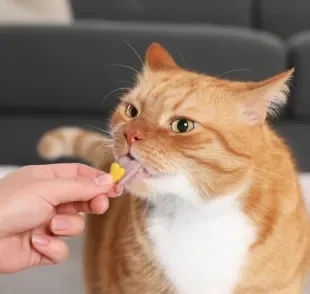 O ômega 3 para gatos ajuda na saúde do coração e do cérebro